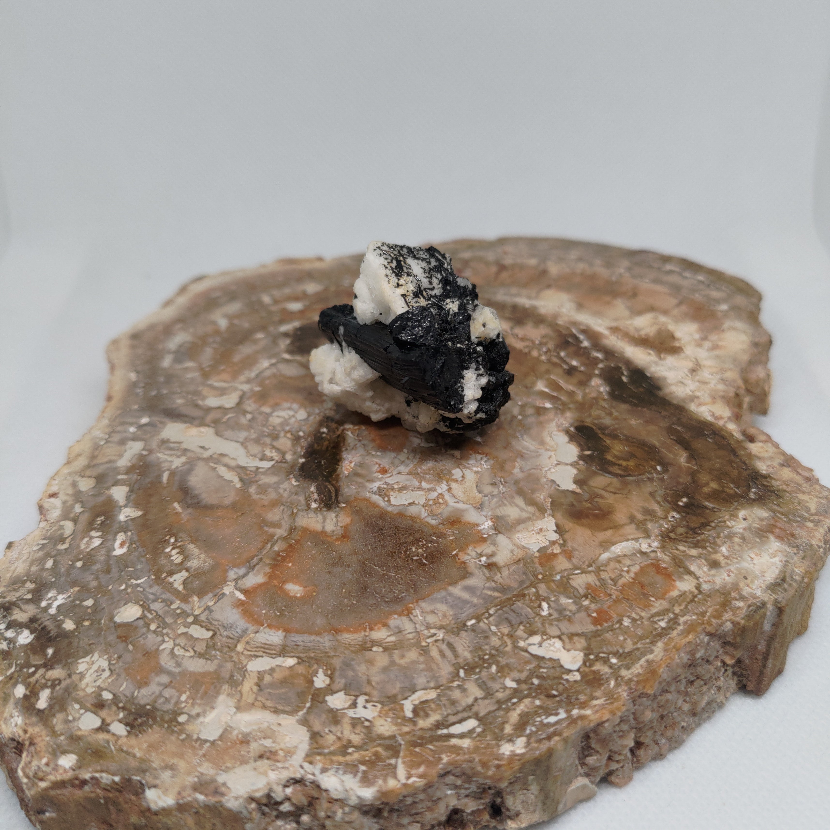 Pakistani Black Tourmaline on Albite Specimen Ref: 0164