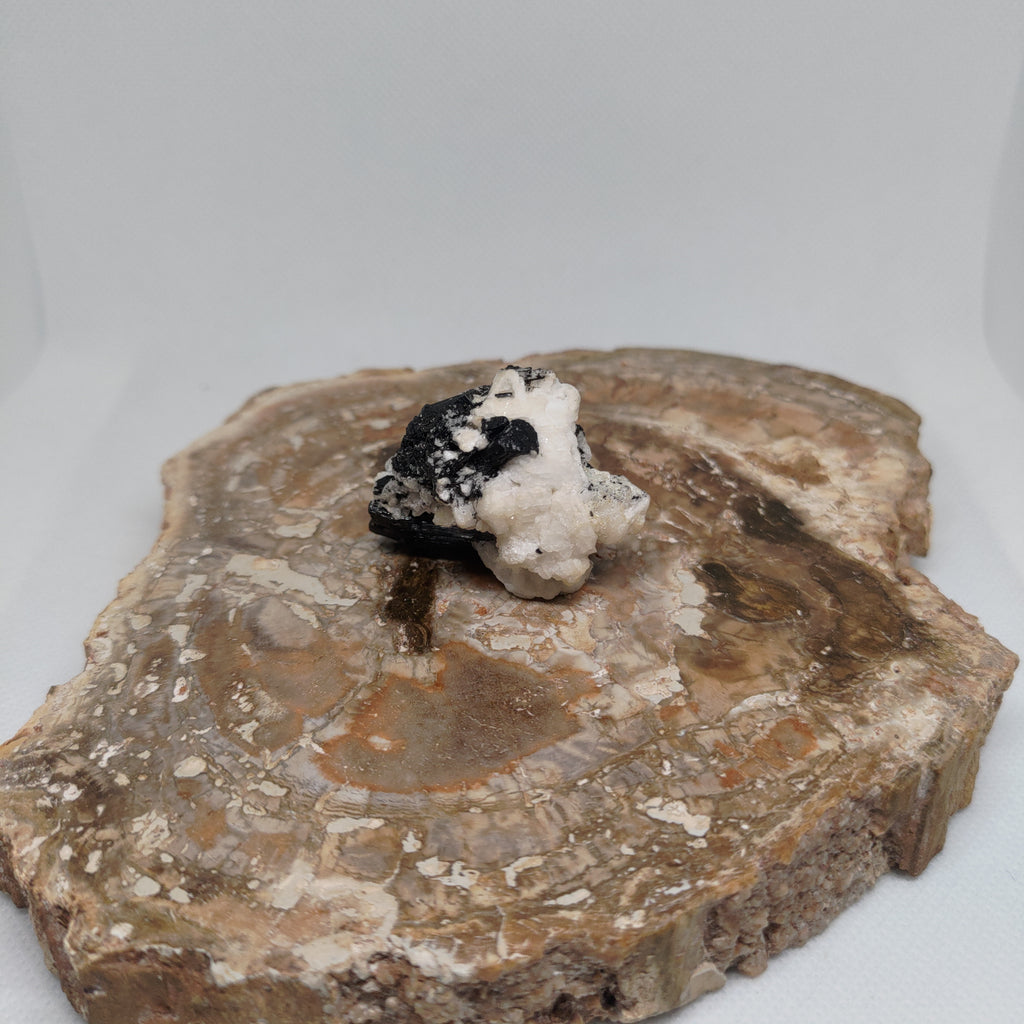 Pakistani Black Tourmaline on Albite Specimen Ref: 0164