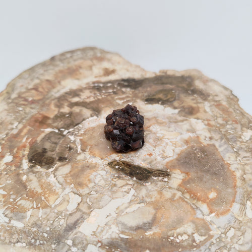 Andradite Garnet Crystal Cluster Specimen from Pakistan Ref: 0169