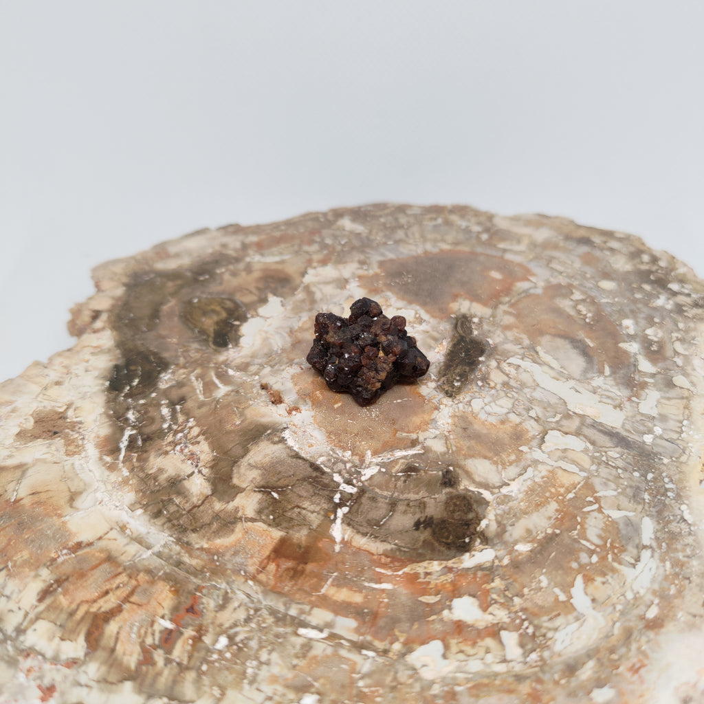 Andradite Garnet Crystal Cluster Specimen from Pakistan Ref: 0169