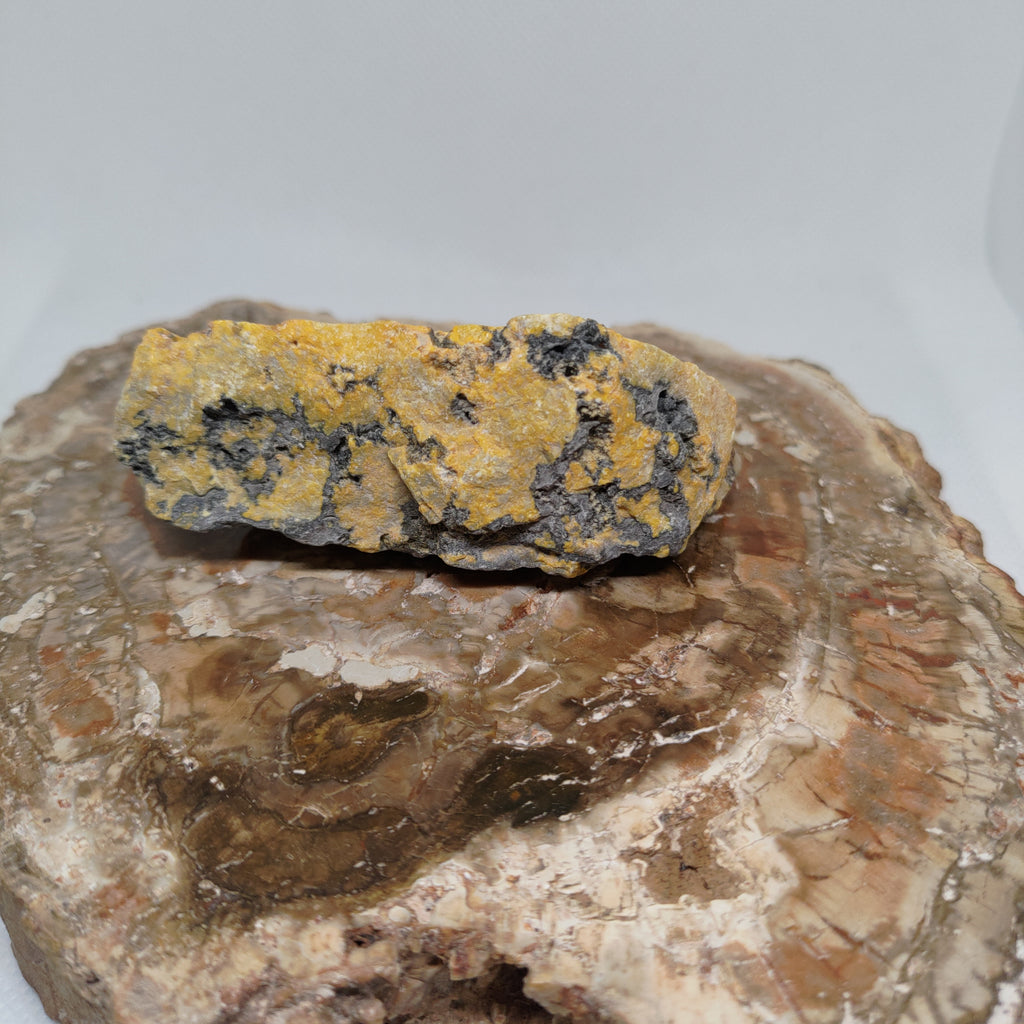 Bumble Bee Jasper Ref: 0179