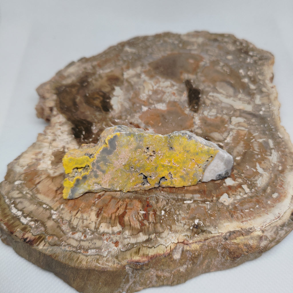 Bumble Bee Jasper Ref: 0180