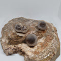 Panda Agate, also known as Truffle Chalcedony or Saharan Chalcedony Ref: 0184