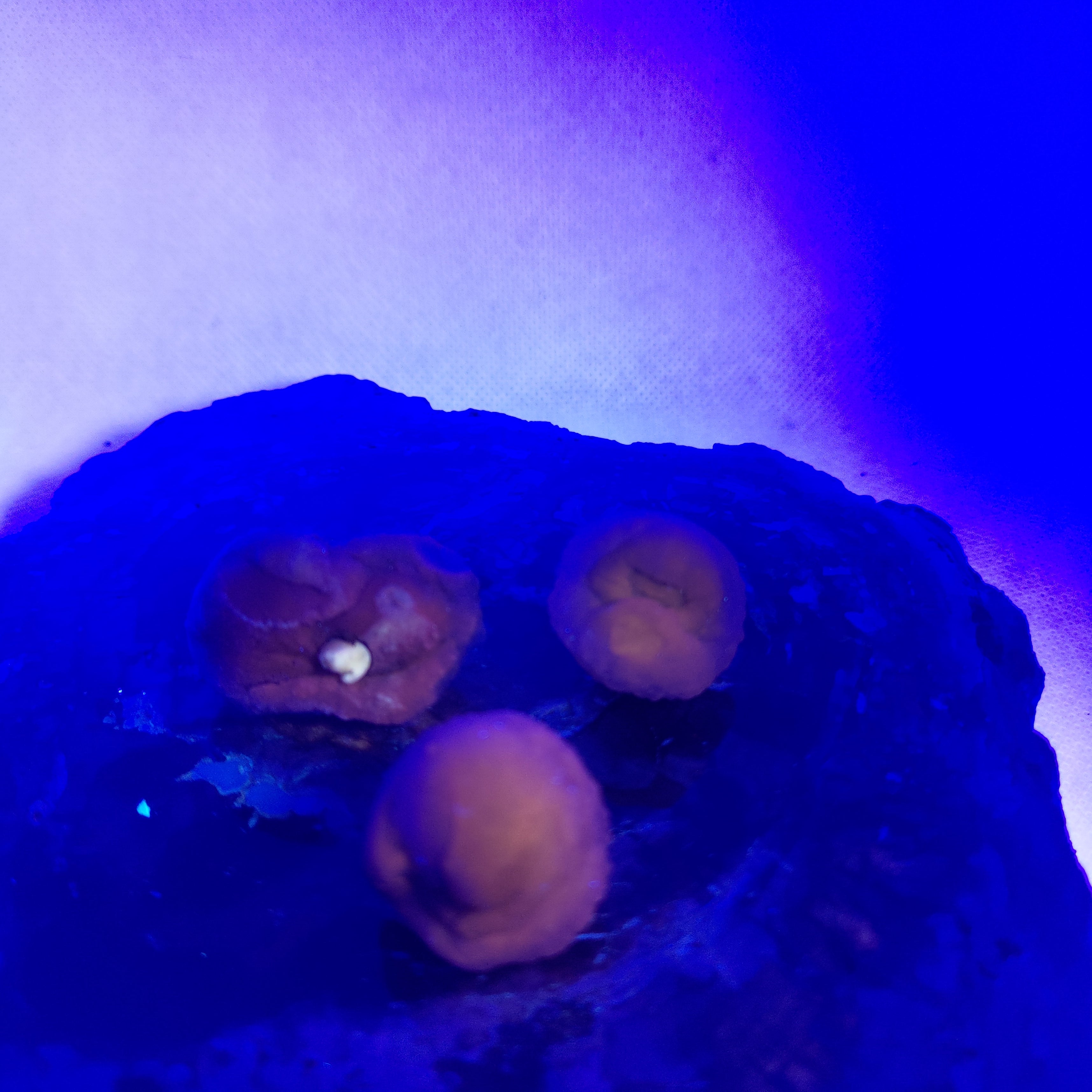 Panda Agate, also known as Truffle Chalcedony or Saharan Chalcedony Ref: 0184