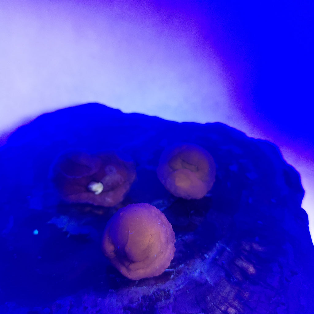 Panda Agate, also known as Truffle Chalcedony or Saharan Chalcedony Ref: 0184