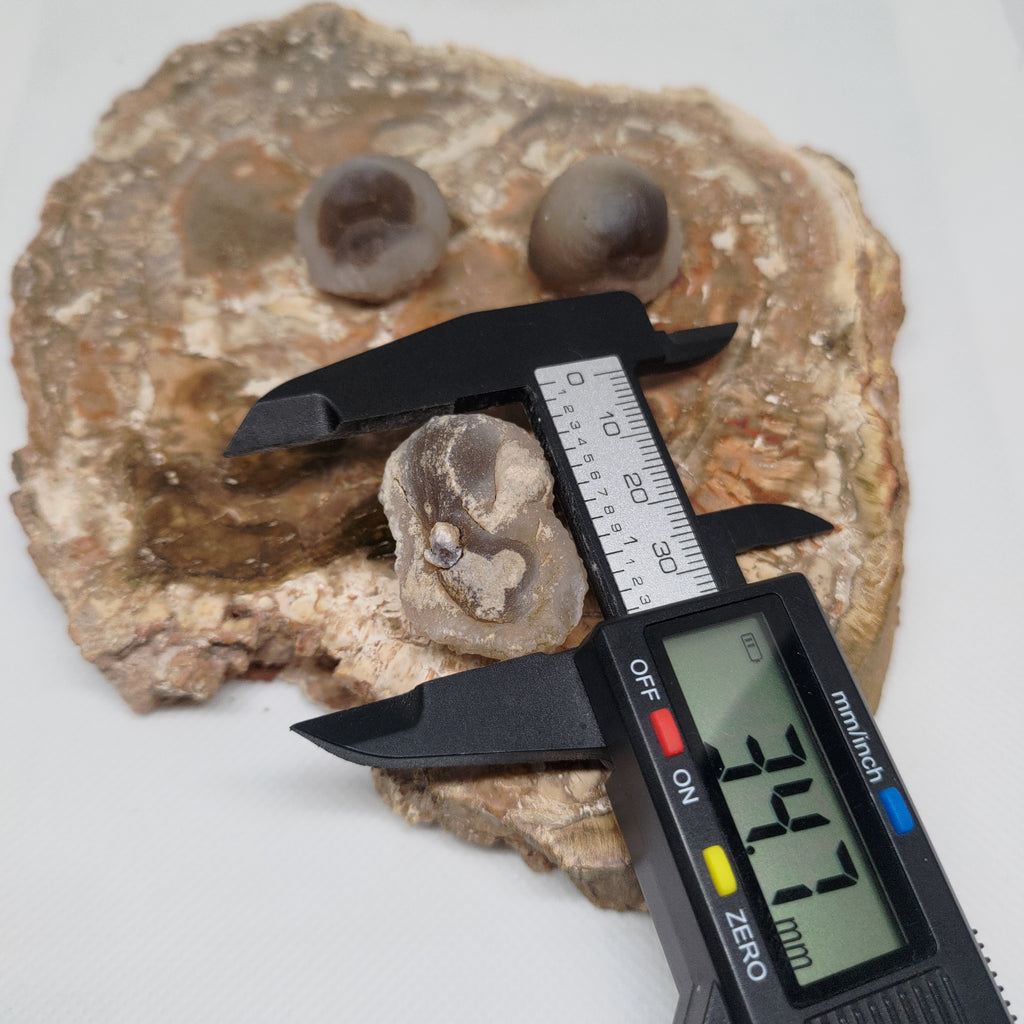 Panda Agate, also known as Truffle Chalcedony or Saharan Chalcedony Ref: 0184