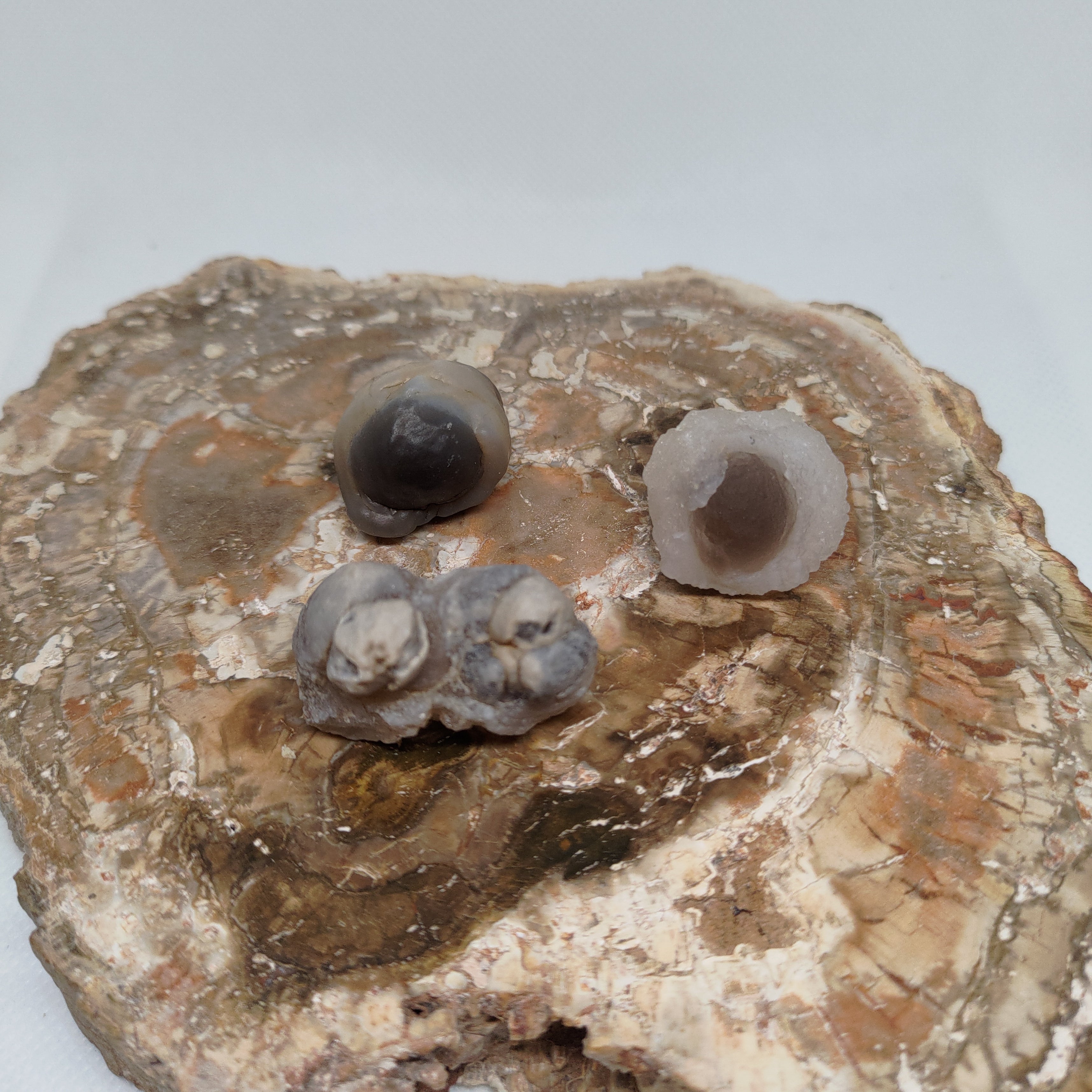 Panda Agate, also known as Truffle Chalcedony or Saharan Chalcedony Ref: 0185