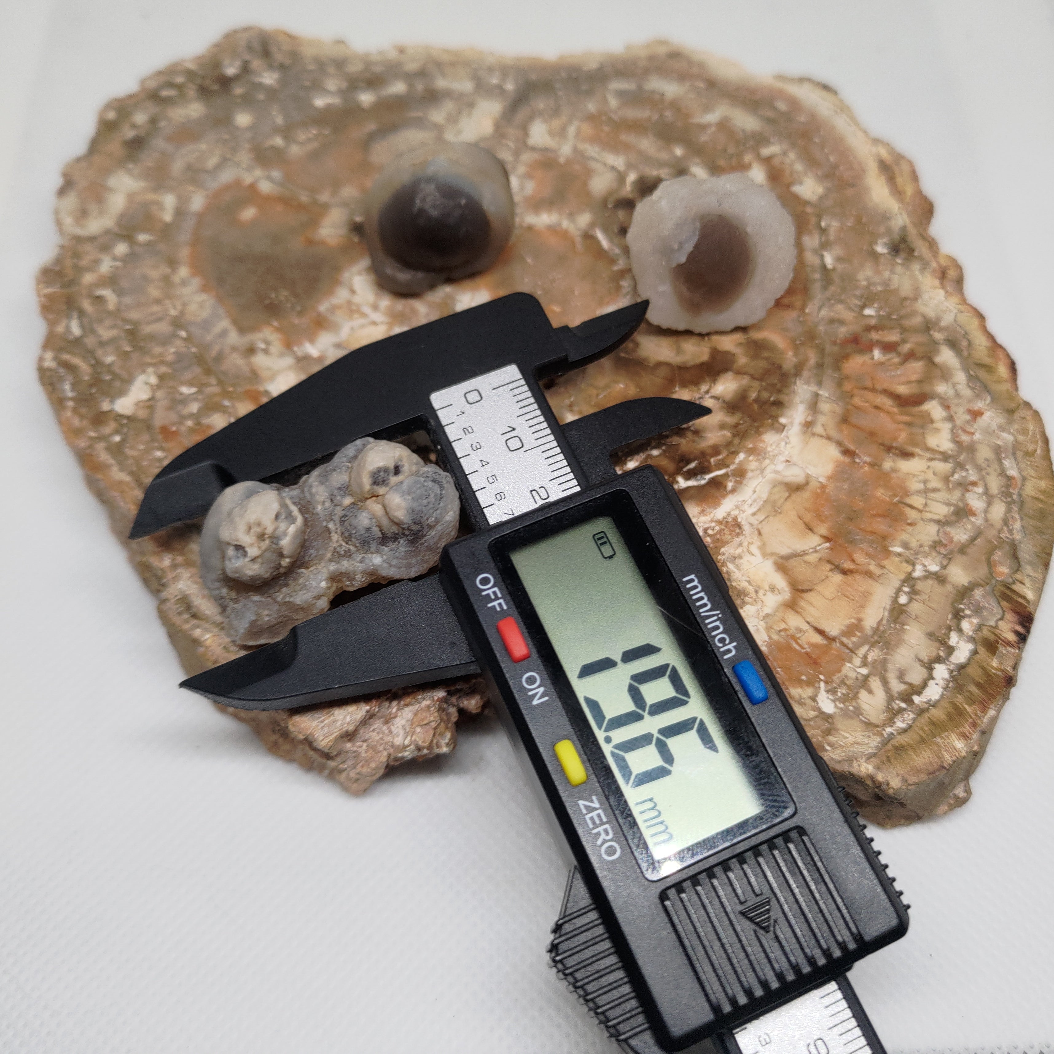 Panda Agate, also known as Truffle Chalcedony or Saharan Chalcedony Ref: 0185