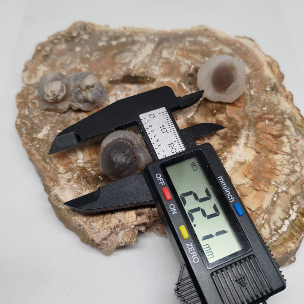 Panda Agate, also known as Truffle Chalcedony or Saharan Chalcedony Ref: 0185