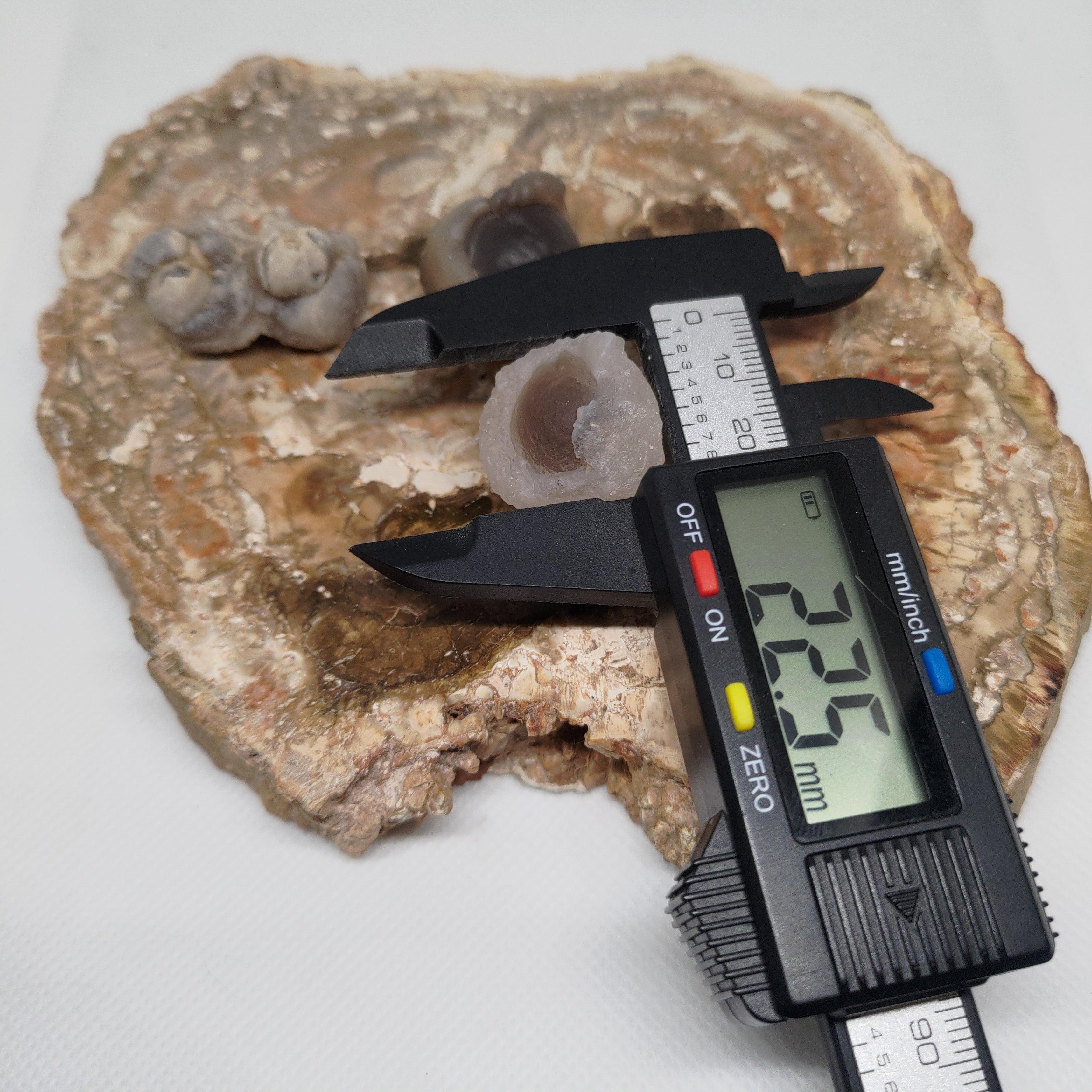 Panda Agate, also known as Truffle Chalcedony or Saharan Chalcedony Ref: 0185