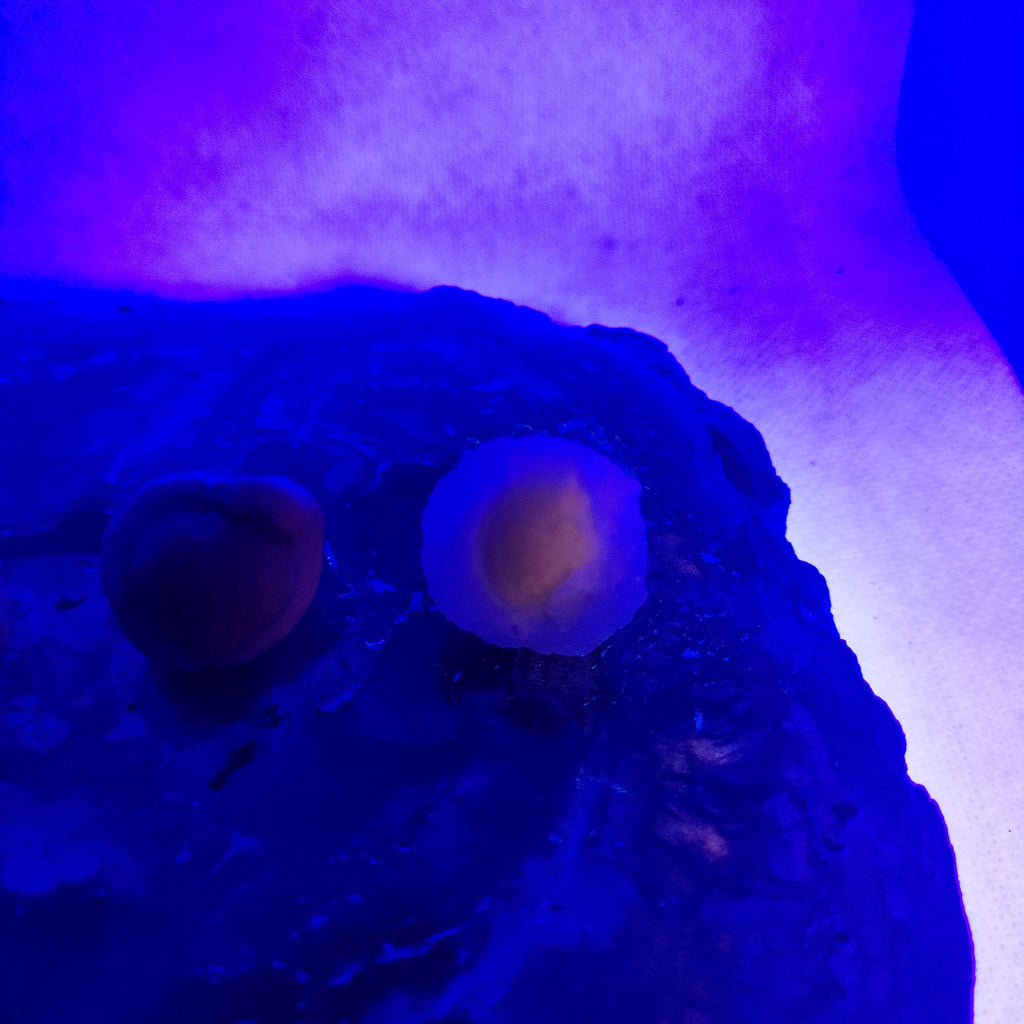 Panda Agate, also known as Truffle Chalcedony or Saharan Chalcedony Ref: 0185