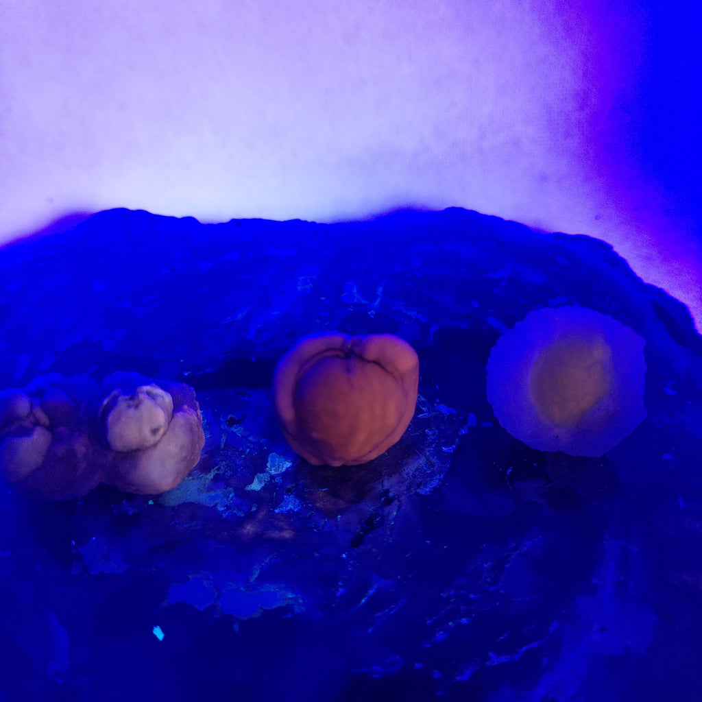 Panda Agate, also known as Truffle Chalcedony or Saharan Chalcedony Ref: 0185